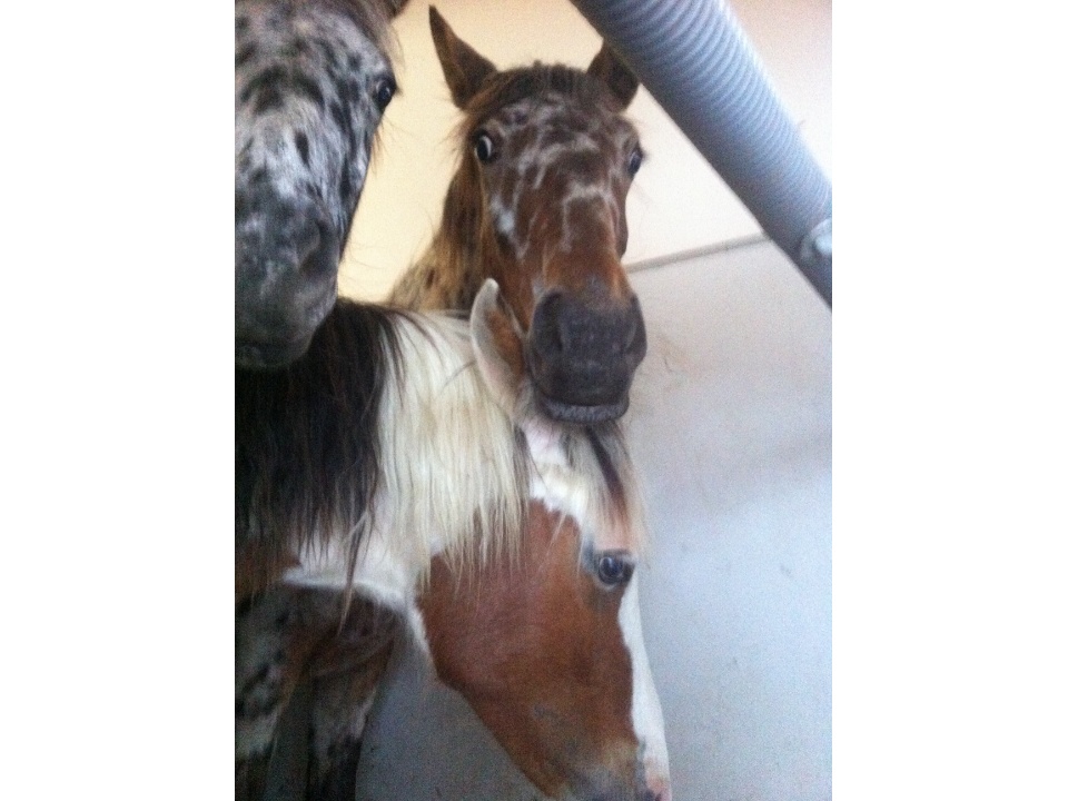 Frankreich Fohlen 006