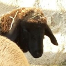 IMG-20151205-WA0018 1